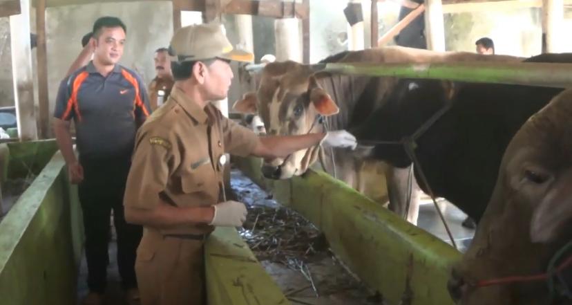 Surplus! Stok Hewan Kurban di Brebes Sampai 4005 Ekor Jelang Idul Adha 2025