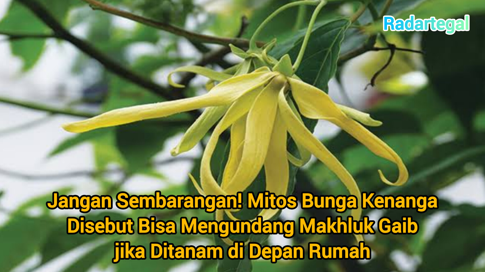 Jangan Sembarangan! Ini Mitos Bunga Kenanga Disebut Bisa Mengundang Makhluk Gaib 