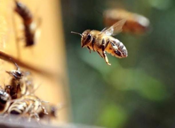 Jangan Main Usir! Ini Mitos Lebah Masuk Rumah Menurut Primbon Jawa dan Islam