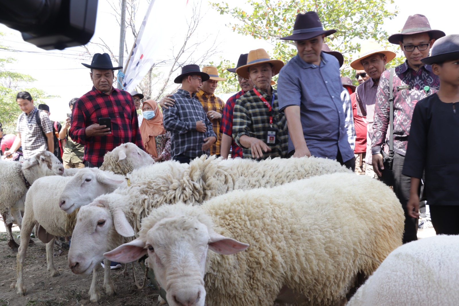Puncak Bulan Bakti Peternakan dan Kesehatan Hewan, DPKH Gelar Kontes Domba dan Kambing