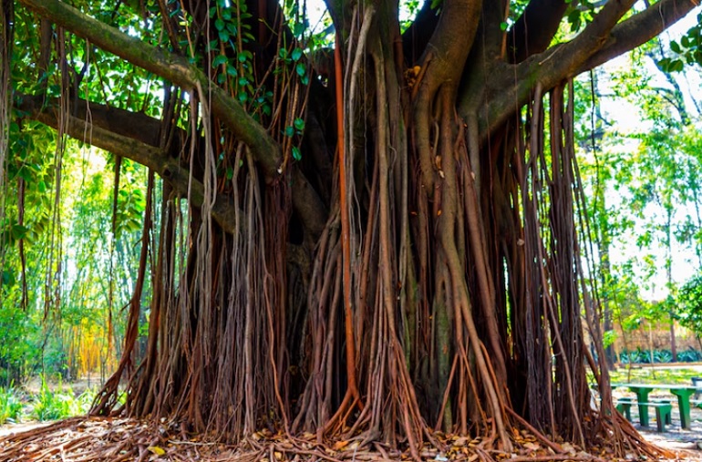 8 Mitos Pohon yang Konon Jadi Tempat Tinggal Makhluk Gaib