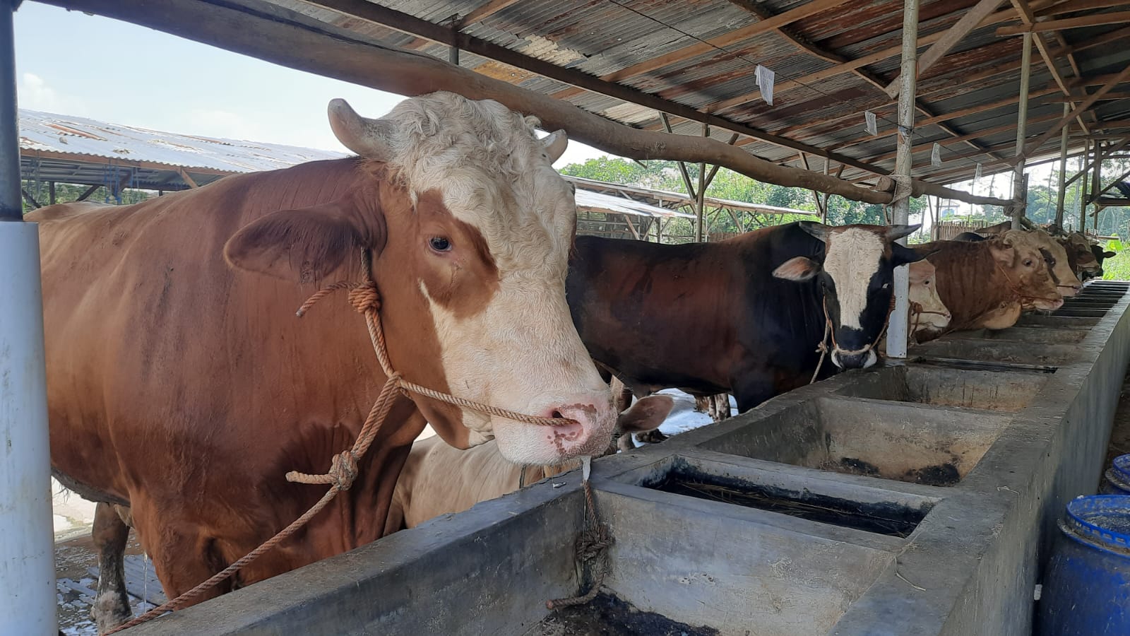 Jelang Iduladha, Peternak Sapi di Tegal Mulai Kebanjiran Pesanan