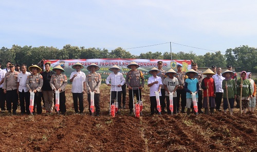 Dukung Program Asta Cita Presiden RI, Polres Pemalang Taman Jagung Seluas 1,5 Hektar