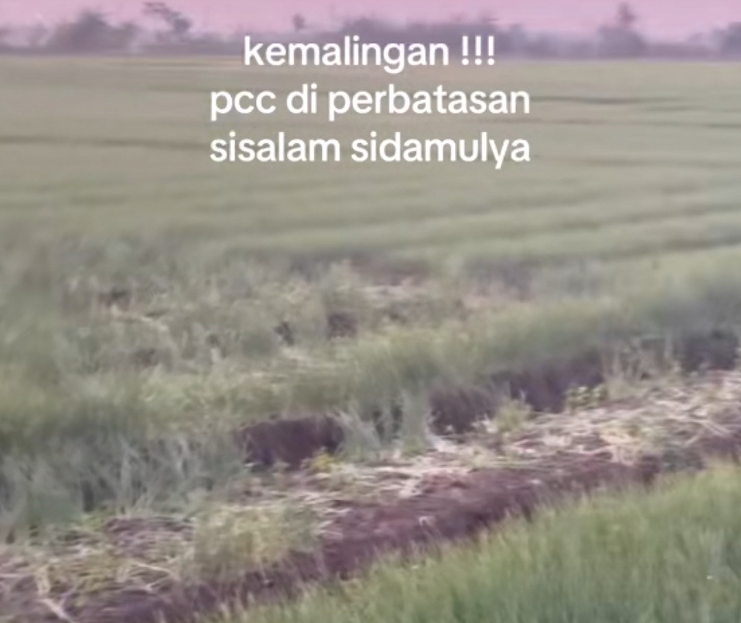 Harga Melambung Tinggi, Aksi Pencurian Bawang Merah di Brebes Terjadi di Lahan Pertanian