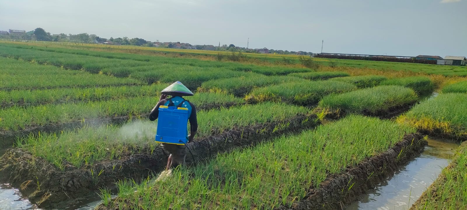 Harga Bawang Merah di Brebes Masih Cukup Tinggi di Tingkat Petani