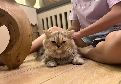 6 Cafe Kucing Terbaik di Jawa Tengah dan Yogyakarta, Tempat Nongkrong Lucu untuk Pecinta Anabul