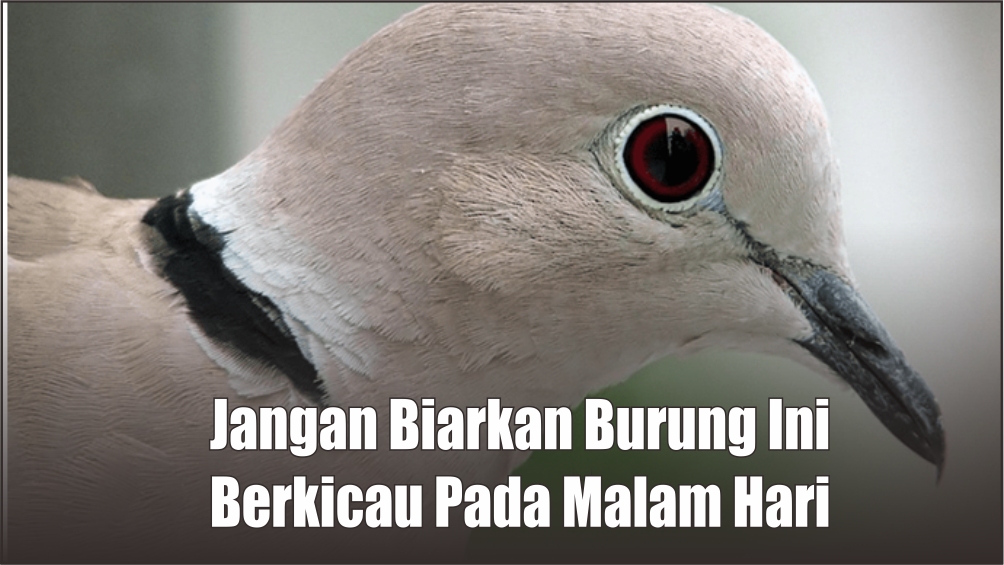 Lebih Sakral Daripada Burung Gagak, Ini Mitos Burung Puter yang Bisa Bernyanyi di Malam Hari