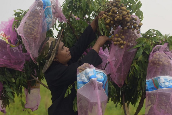 Asyiiik! Beli Kelengkeng di Slawi Tegal Bisa Langsung Petik Sendiri di Pohon