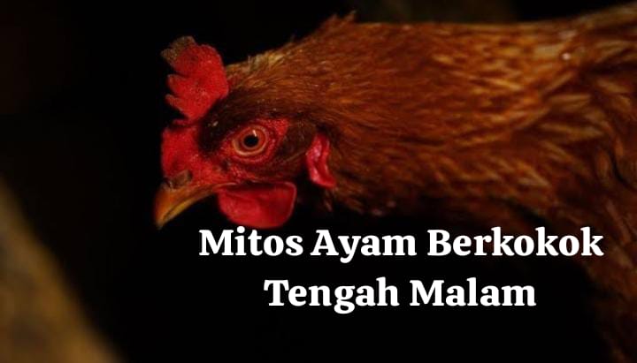 Jika Terdengar Ayam Berkokok di Tengah Malam, Benarkah Ada Gadis yang Hamil di Luar Nikah?