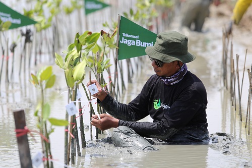 Telkomsel Jaga Bumi Tanam 10.600 Mangrove, Hasil Donasi Poin Pelanggan untuk Kurangi Emisi Karbon