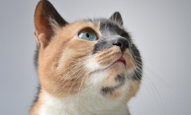 Mitos Dibalik Jarangnya Kucing Belang Telon Jantan, Apa Karena Hukum Alam?