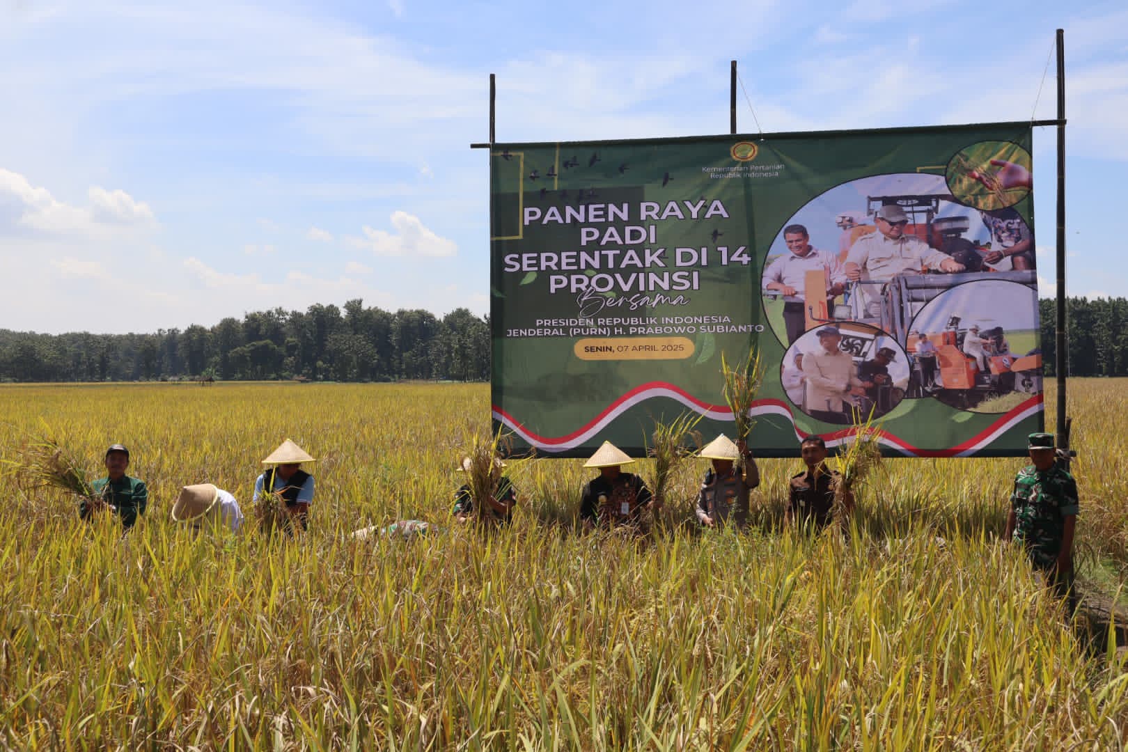 Panen Raya Padi Sinar Mentari di Pemalang, Dandim Danrem dan Forkopimda Turun ke Sawah 
