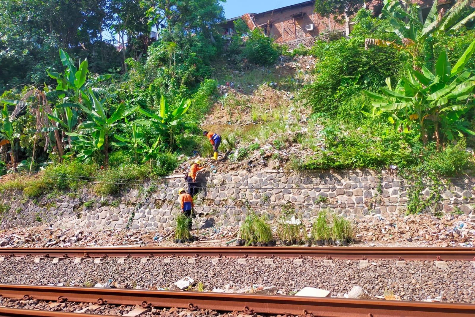 1.380 Meter Jalur Kereta Api di Jateng Ditanami Akar Wangi, Ternyata Tujuannya untuk Ini