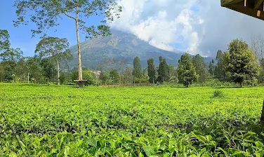 Cuma Rp5.000, 4 Kebun Teh di Wonosobo Ini Bisa Dikunjungi Tanpa Bayar Mahal