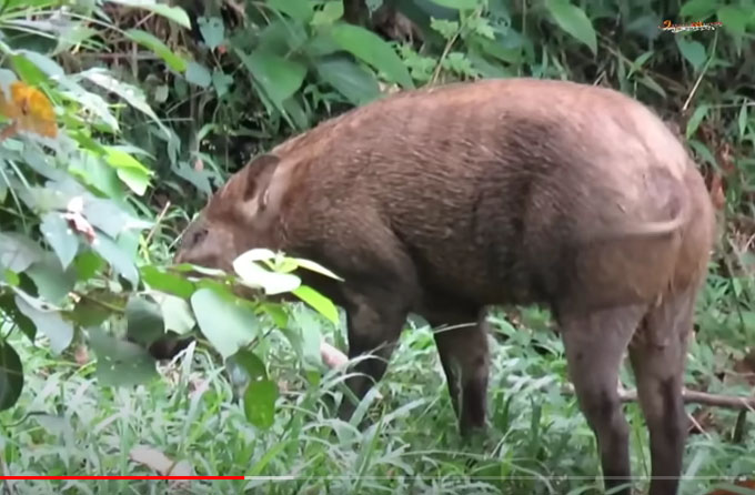 Babi Hutan Teror Warga Galuhtimur Brebes, Masuk Pemukiman dan Rusak Lahan Pertanian