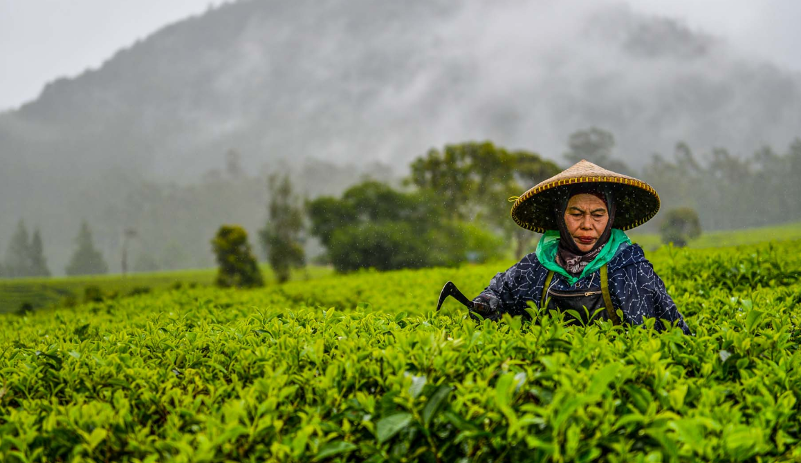 Dari Pagilaran hingga Panama: Serunya Wisata Kebun Teh di Jawa Tengah