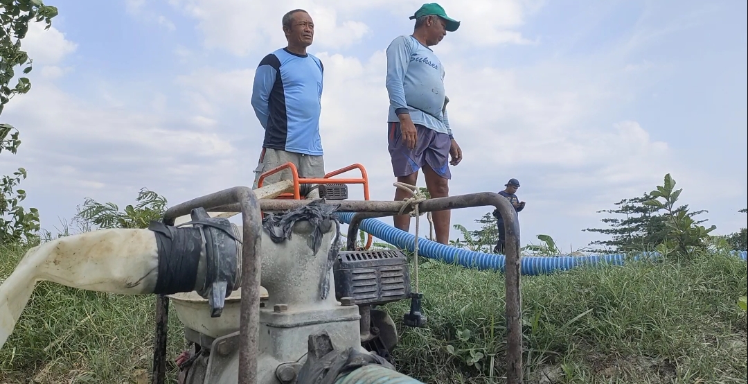 Dua Pekan Kekeringan, Petani Bawang di Losari dan Tanjung, Brebes Akhinya Dapat Pasokan Air