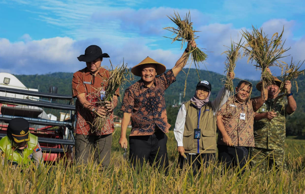 Januari-Maret Jawa Tengah Panen Raya Padi, Hasil Diperkirakan Tembus 3,35 Juta Ton