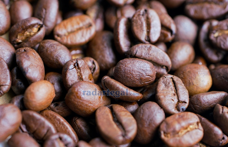 Rahasia Kopi Luwak Khas Cilacap, Kenapa Jadi Incaran Wisatawan Lokal dan Asing?