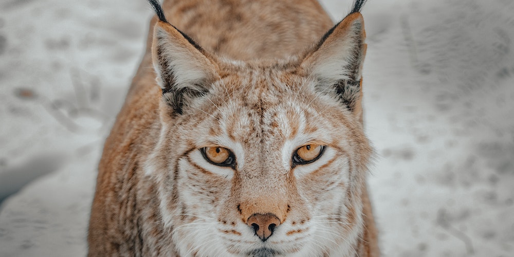 Meski Terancam Punah, Swedia Izinkan Pemburuan Kucing Lynx hanya untuk Kesenangan?