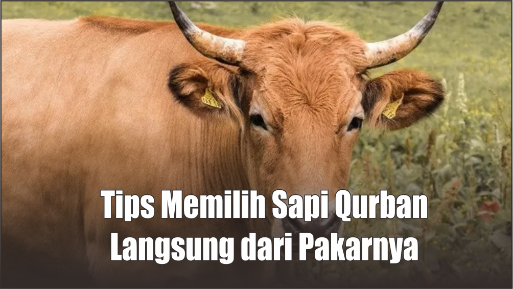 Tips Memilih Sapi Kurban yang Harus Anda Ketahui, Jangan Pilih yang Memiliki Ciri-ciri Seperti ini 