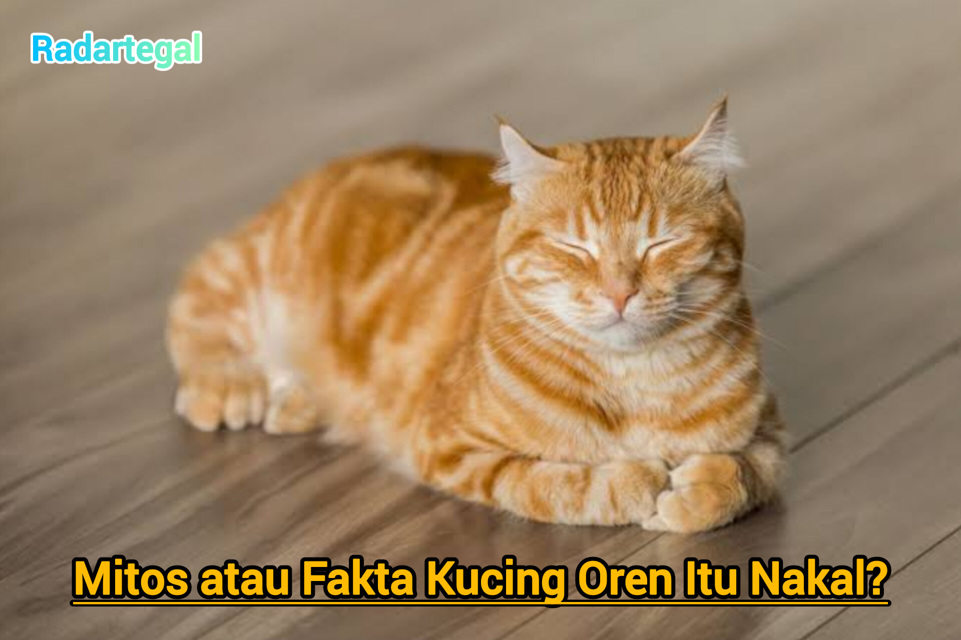 Mengapa Kucing Oren Dicap Nakal? Ini Fakta dan Mitosnya