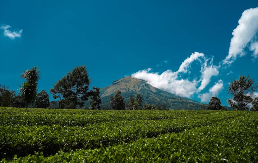 8 Tempat Healing Murah di Wonosobo 2025, Cocok untuk Liburan Santai & Relaksasi