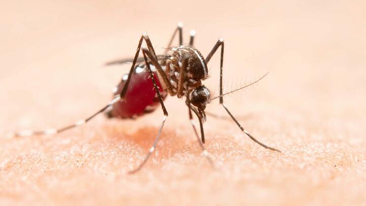 Memasuki Musim Hujan akan Banyak Nyamuk, Ini 8 Jenis Tanaman Pengusir Nyamuk!