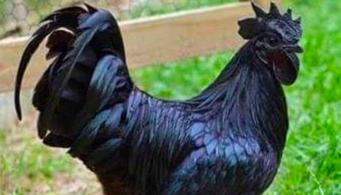 Benarkah Ayam Hitam Membawa Kematian dan Keberuntungan? Berikut Fakta Sebenarnya