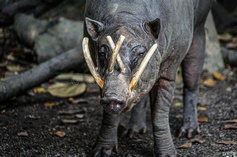 Evolusi Babi Indonesia Ini Unik Banget, Satu-Satunya di Asia Tenggara!
