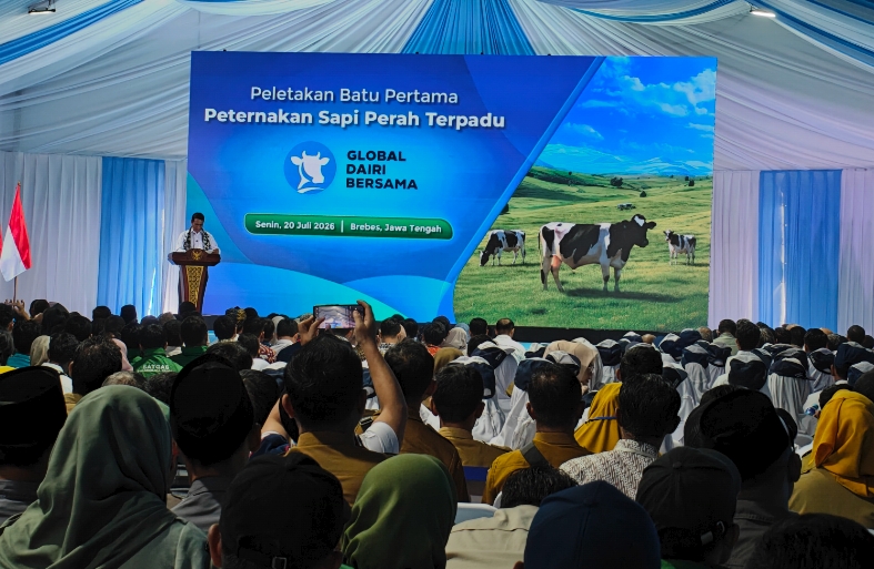 Terbesar di Indonesia, Peternakan Sapi Perah yang Dibangun di Brebes Kejar Target Swasembada