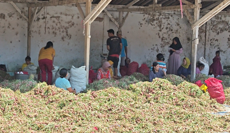 Daya Beli Lemah dan Panen Raya, Harga Bawang Merah Brebes Anjlok