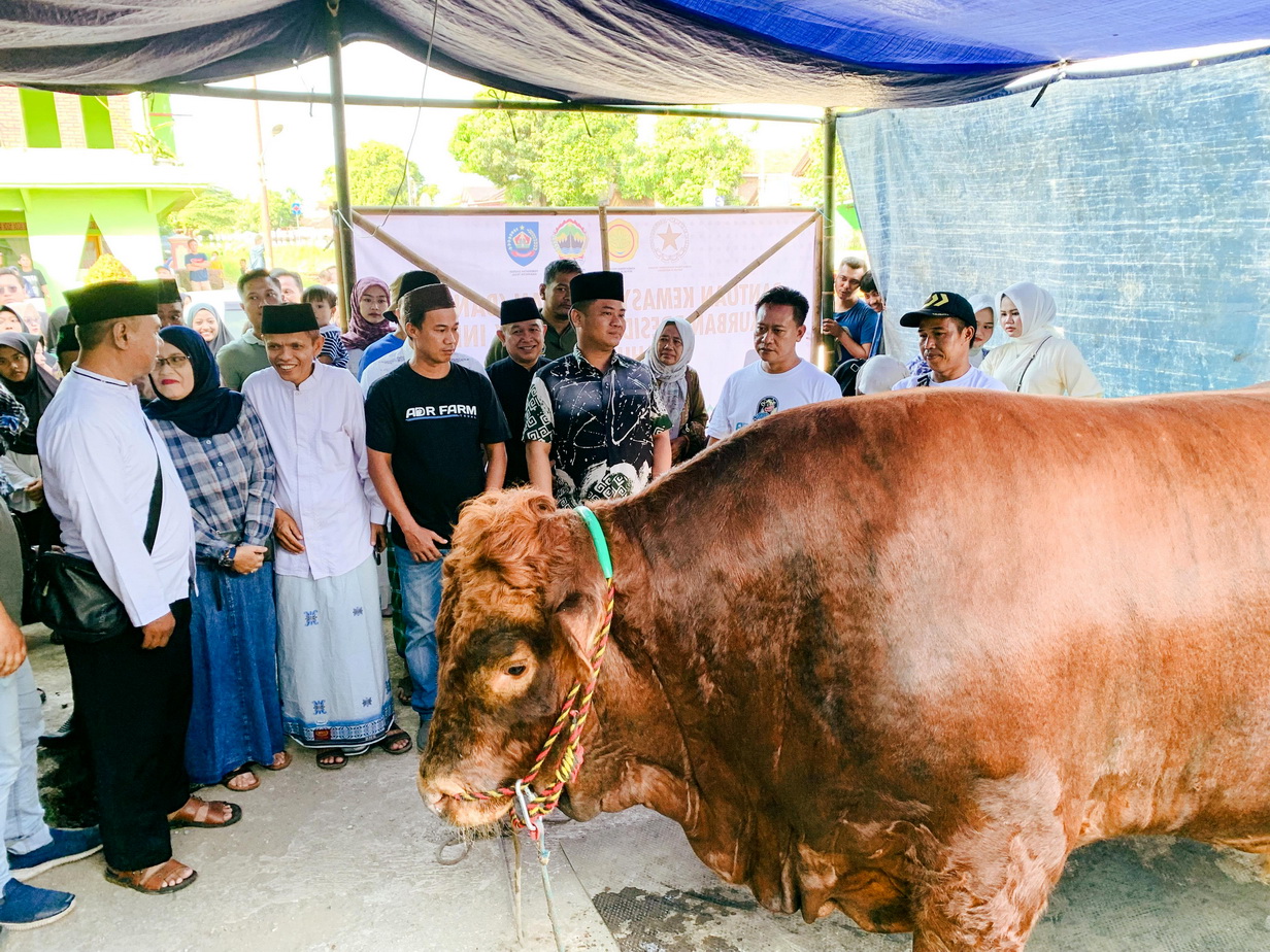 Bukan ke Masjid Agung, Sapi Kurban dari Presiden Disalurkan di Prupuk Selatan, Bupati Beberkan Alasan Ini