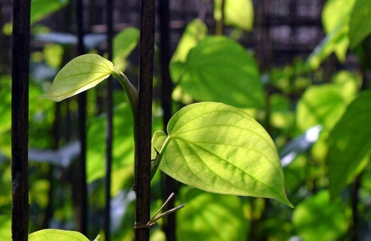 Rahasia Tersembunyi Tanaman Herbal di Sekitar Rumah, Benarkah Bisa Atasi Stres dan Insomnia?