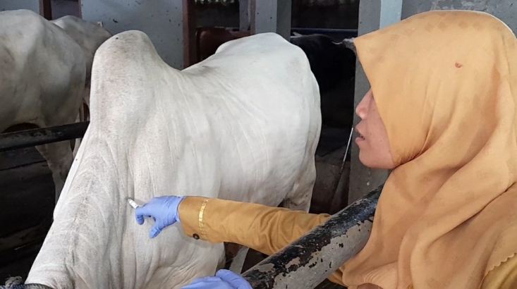 400 Ribu Dosis Vaksin Disiapkan Pemerintah Atasi PMK di Jateng Termasuk Brebes