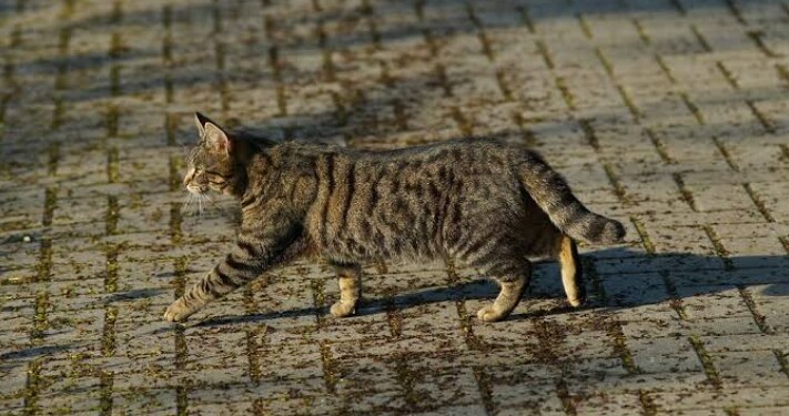 Mitos Menabrak Kucing: Benarkah Dapat Mendatangkan Nasib Sial? 