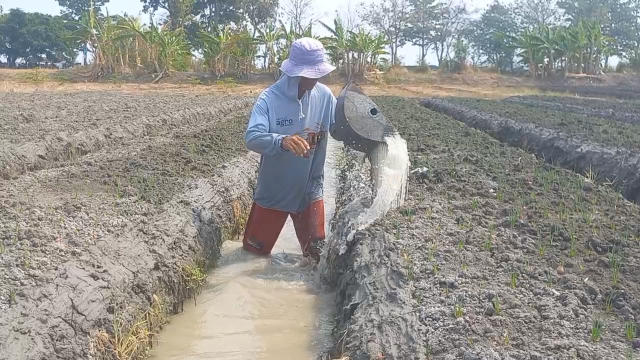 Musim Kemarau, Petani di Brebes Manfaatkan Sumur Bor untuk Aliri Lahan