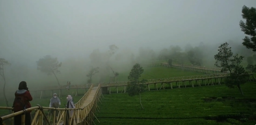 4 Wisata Kebun Teh Instagramable di Jawa Tengah, Murah Akses Sepuasnya