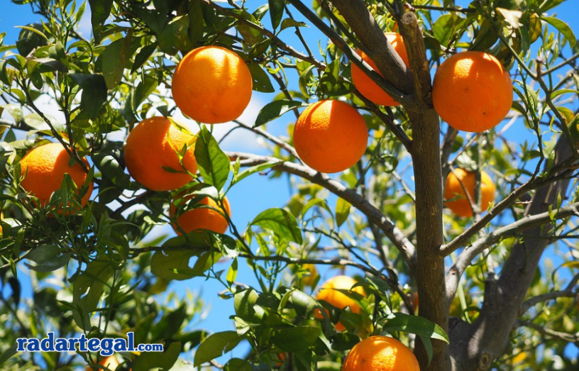 Ada yang Keracunan? Ini 8 Mitos Menyesatkan tentang Konsumsi Buah Jeruk