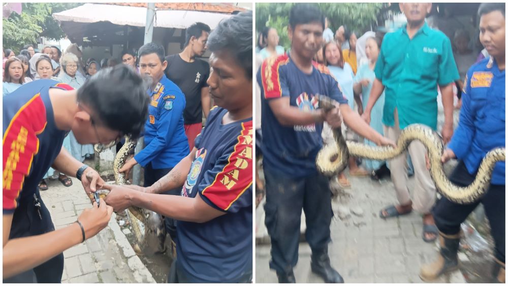 Satu Jam Menegangkan, Damkar Kota Tegal Evakuasi Ular Besar dari Rumah Warga