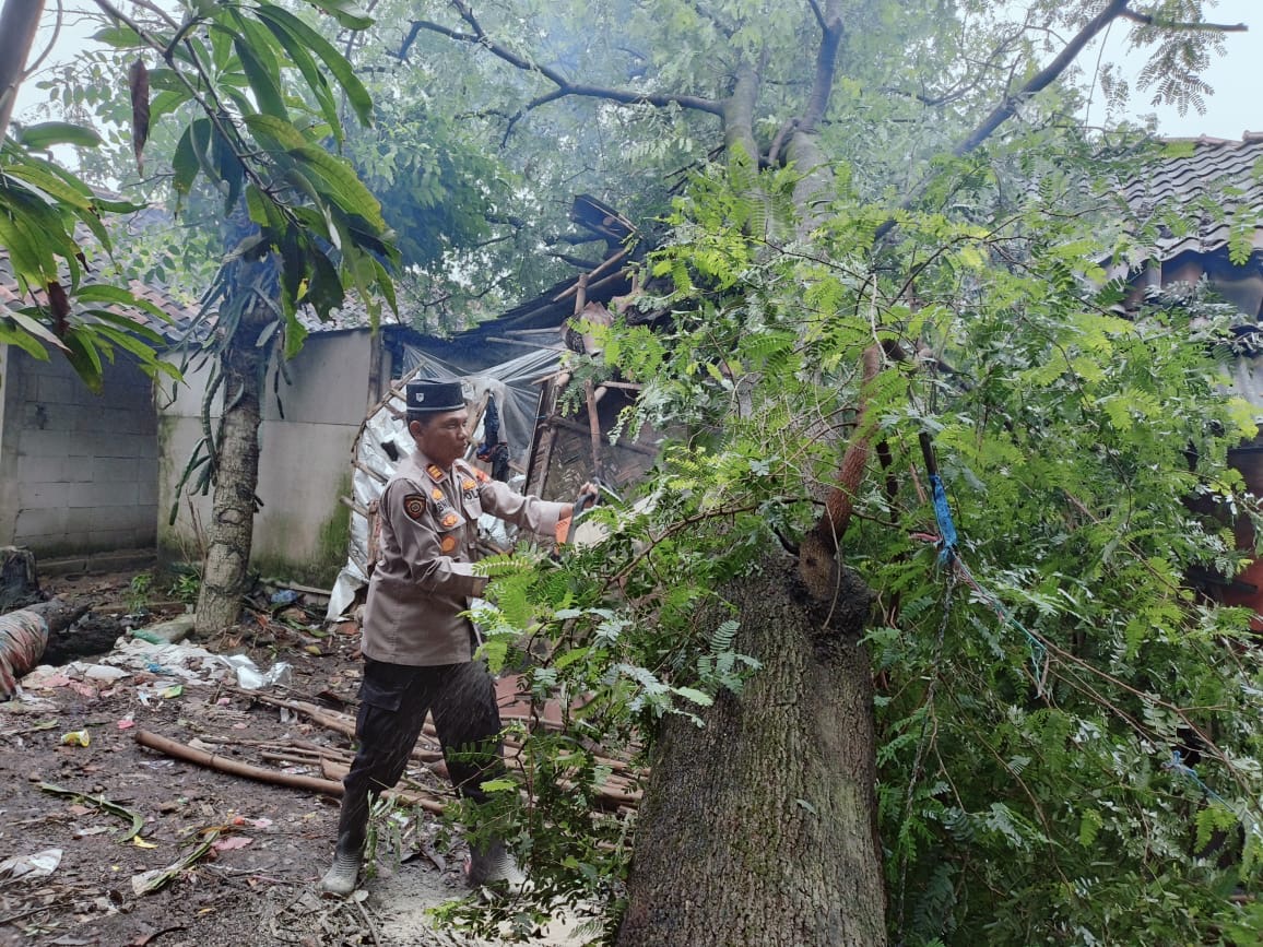 Pohon Tumbang di Brebes Timpa Rumah Warga Hingga Porak Poranda