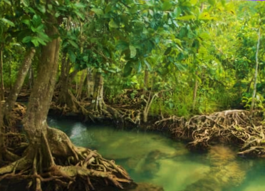 Indah dan Tenangnya Hutan Mangrove di Tegal, Gratis Tiket Masuk