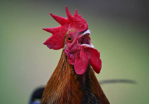 7 Mitos Seputar Suara Kokok Ayam, Benarkah Salah Satunya Tanda Akan Datang Keberuntungan?