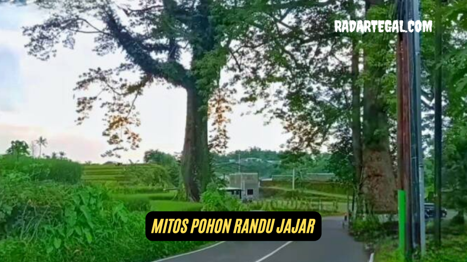 Arti Mitos Pohon Randu Jajar yang Terkenal di Pemalang 