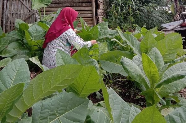 Penyakit Purok Mengancam, Petani Tembakau Pemalang Mulai Resah