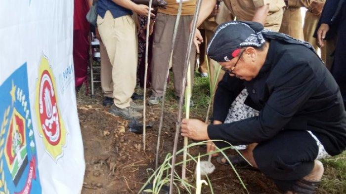 Keren! Tangani Limbah B3 Karang Taruna Kabupaten Tegal Tanam Pohon Glagah