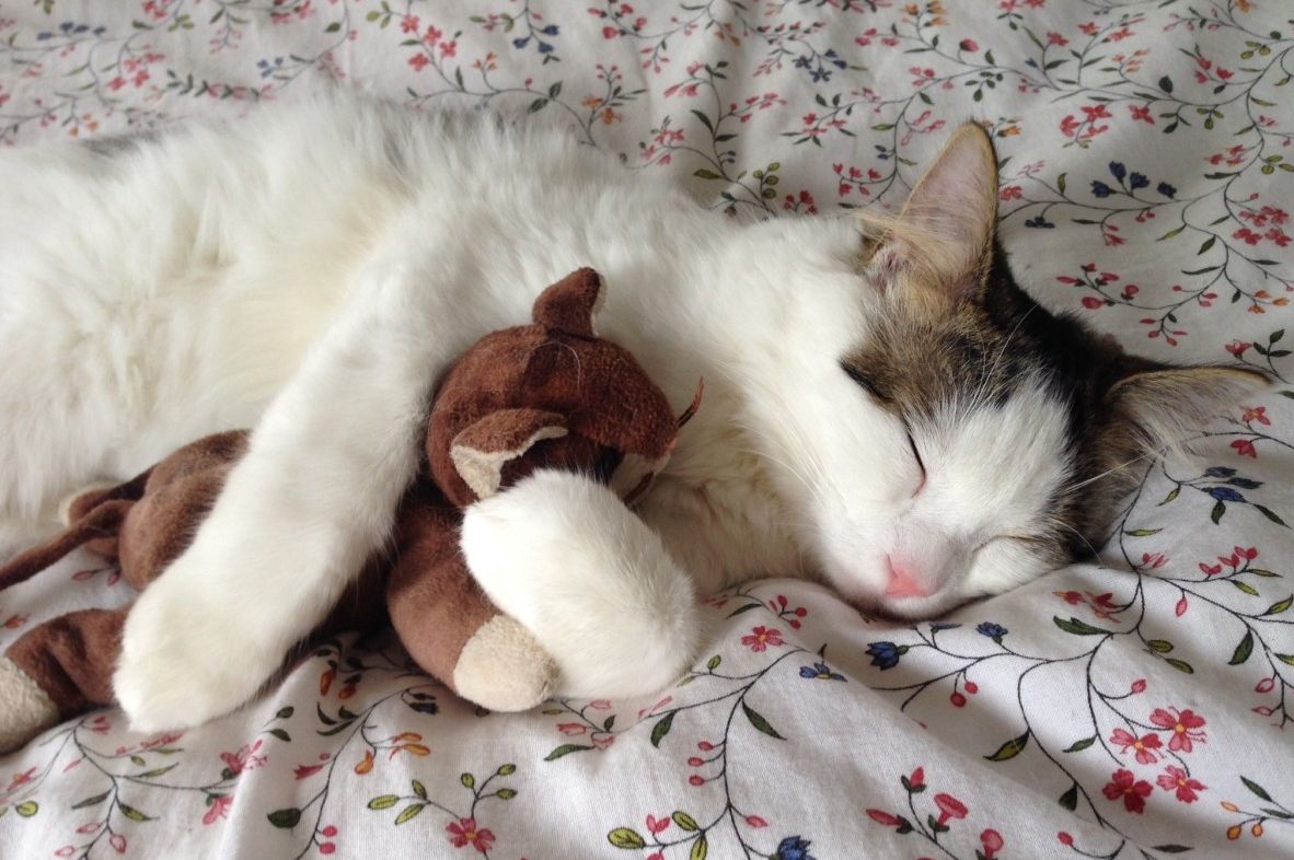 Mitos Tidur dengan Kucing Bisa Mandul, Ternyata Ini Fakta Sebenarnya