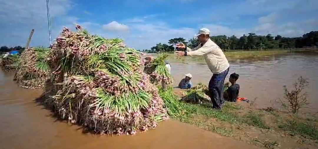 2.339 Hektare Tanaman Bawang Merah Puso Akibat Banjir, Kerugian Ratusan Miliar
