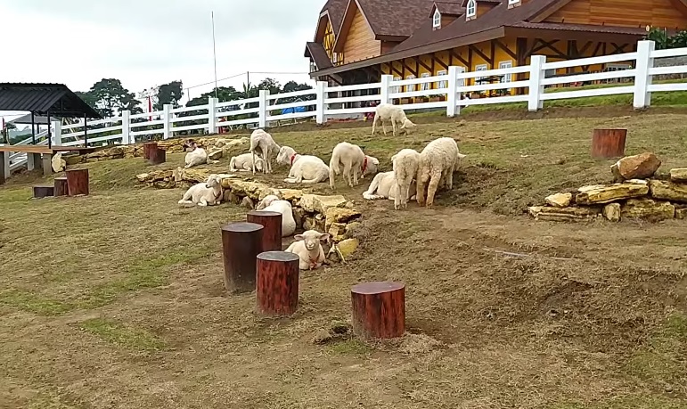 4 Destinasi Wisata Satwa Seru dan Edukatif di Jawa Tengah