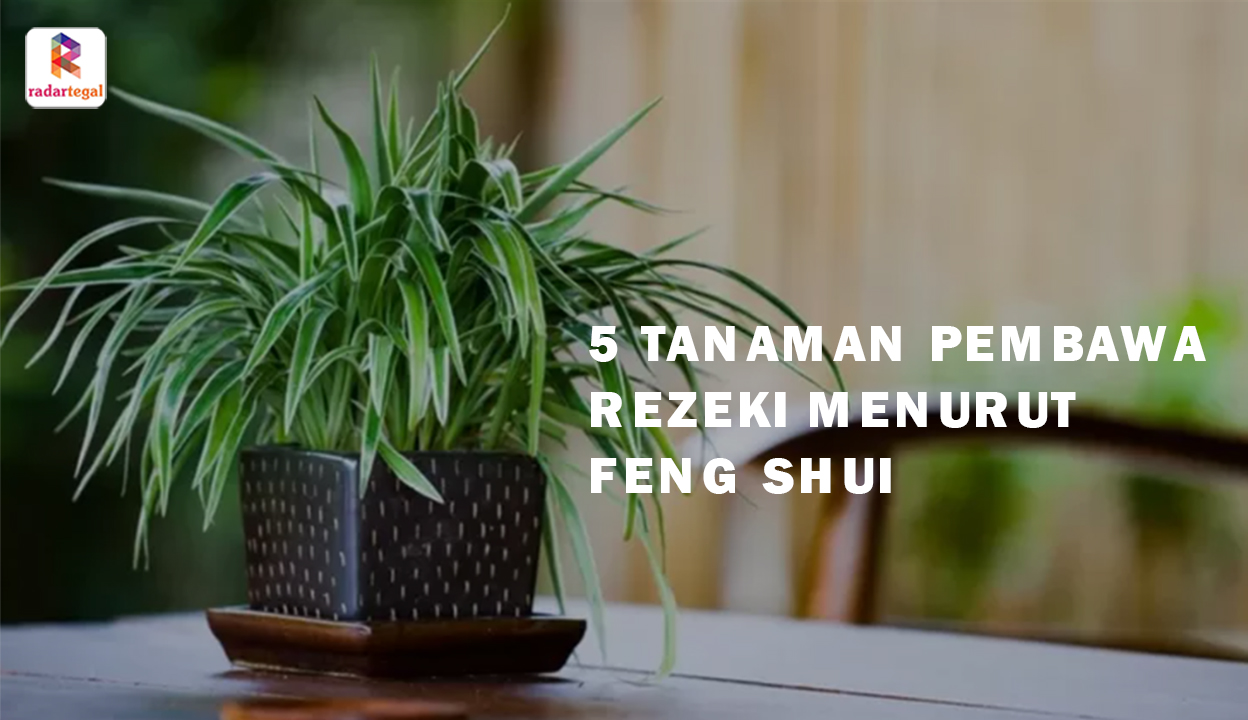 5 Tanaman Pembawa Rezeki Menurut Feng Shui, Bikin Pemiliknya Kaya Raya dan Hoky Terus 